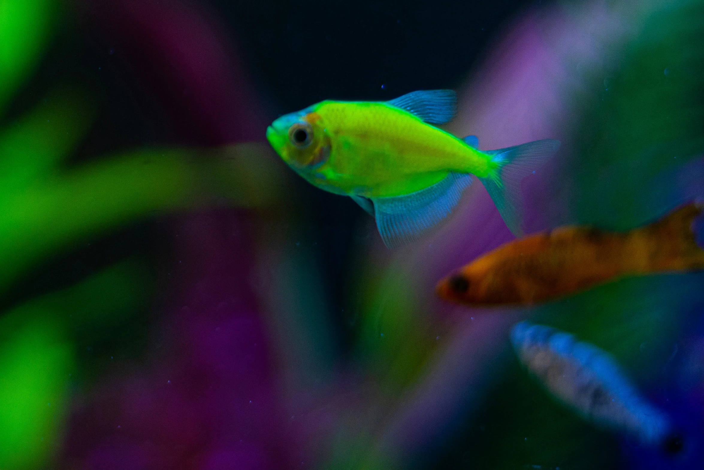 a fish swimming in the water with colored algae