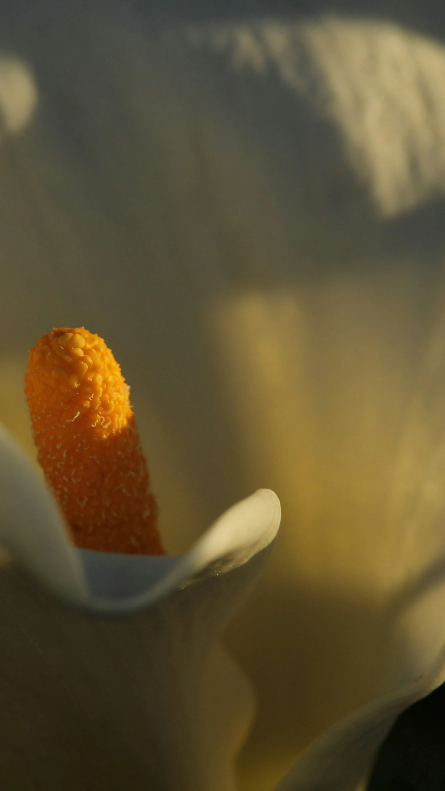 a small orange sitting inside a white flower