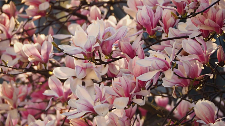 purple and white flowers are growing on the nch