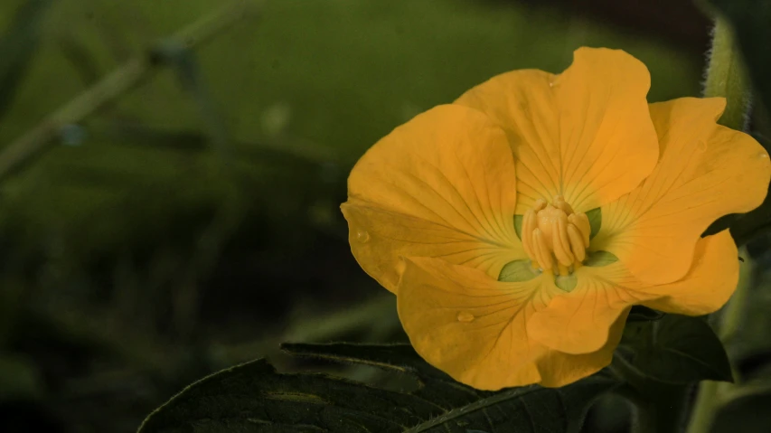 a yellow flower that has very many leaves