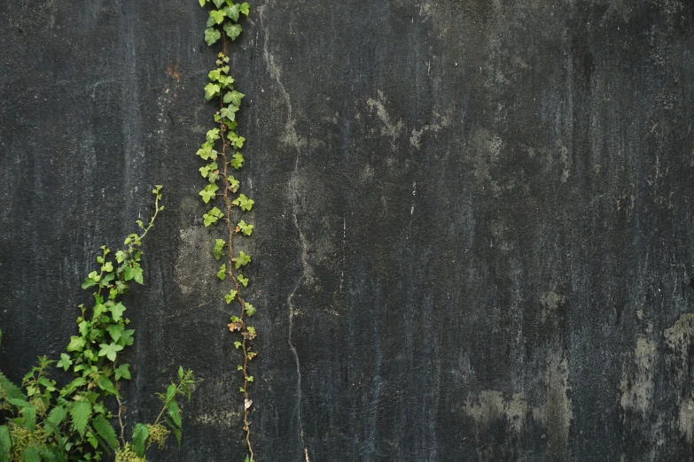 a vine is growing over a metal fence