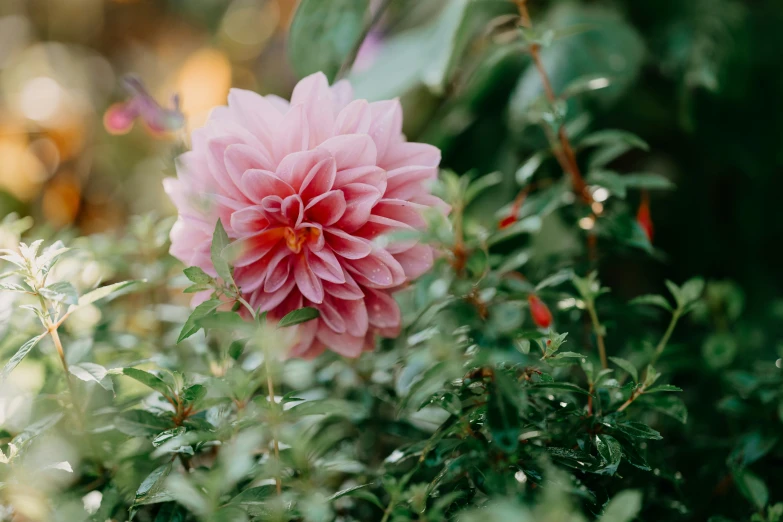 a close up of a flower surrounded by some leaves