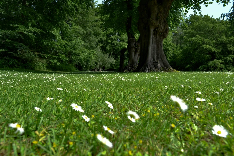 the large tree is surrounded by many white flowers