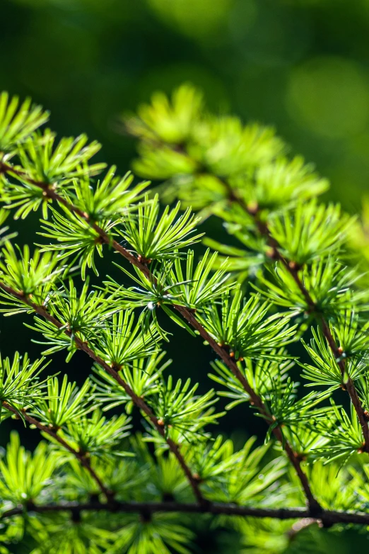 some pine trees nches and green leaves