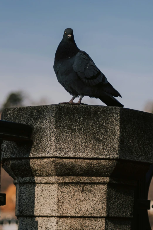 a black bird is sitting on top of a stone pillar