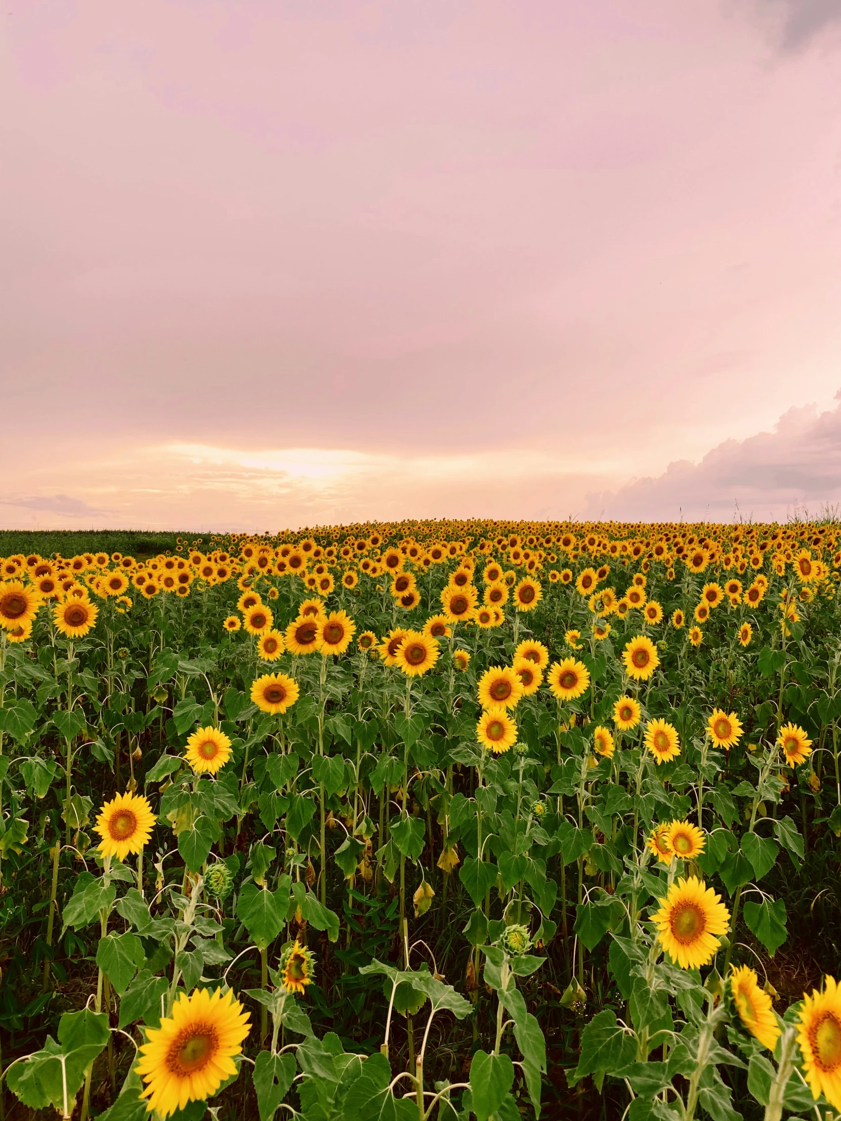 a field of sunflowers on an open plain