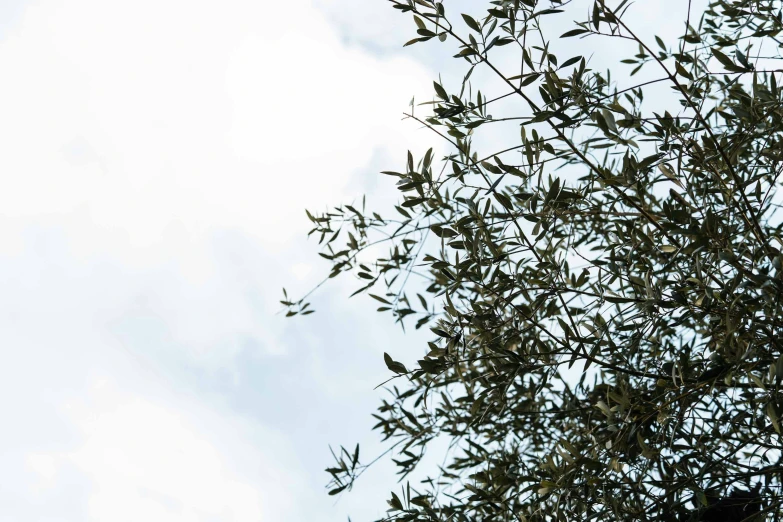 a bird sits on a tree with its head above the nches