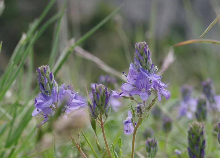 purple wild flowers growing on green grass in the woods