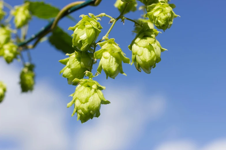 a close up view of flowers in front of a blue sky