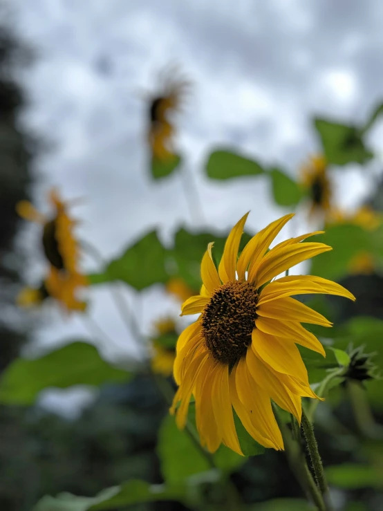 the sunflowers are blooming through the green leaves