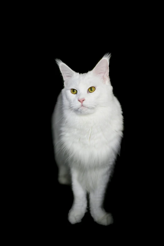 a white cat with yellow eyes looking at the camera