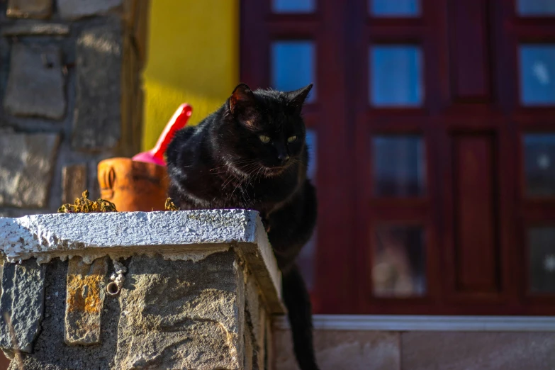 a black cat sitting on top of some rocks