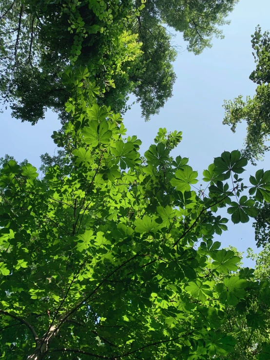 sunlight shining through trees in the woods