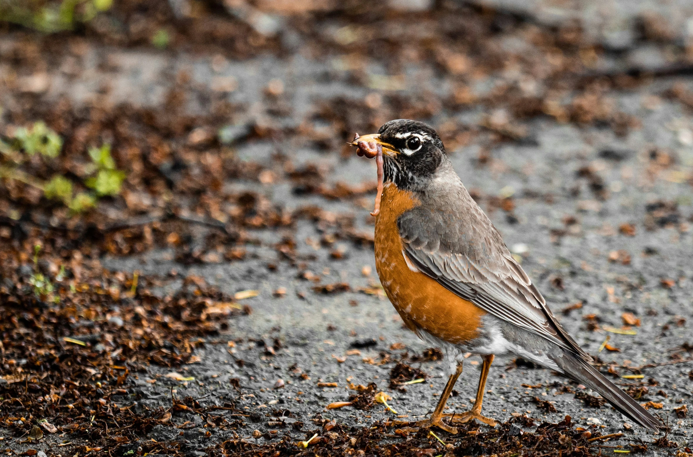 there is a bird that is standing on the ground