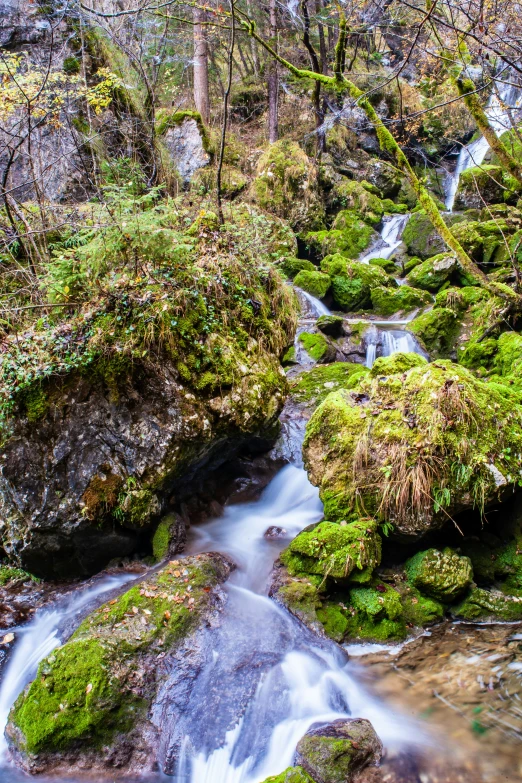 small stream of water surrounded by mossy rocks and trees