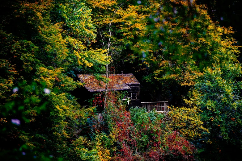 a tree with yellow and red leaves in the woods