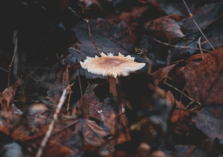 a small mushroom in the middle of leaves