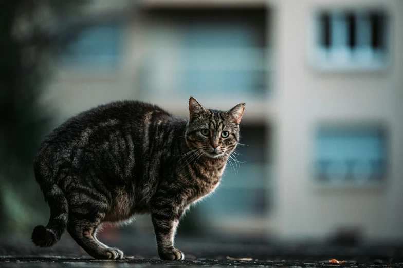 a cat walks on the pavement in front of a building