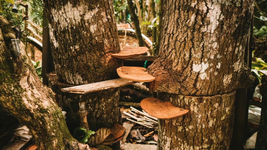 an image of a lot of trees with wood