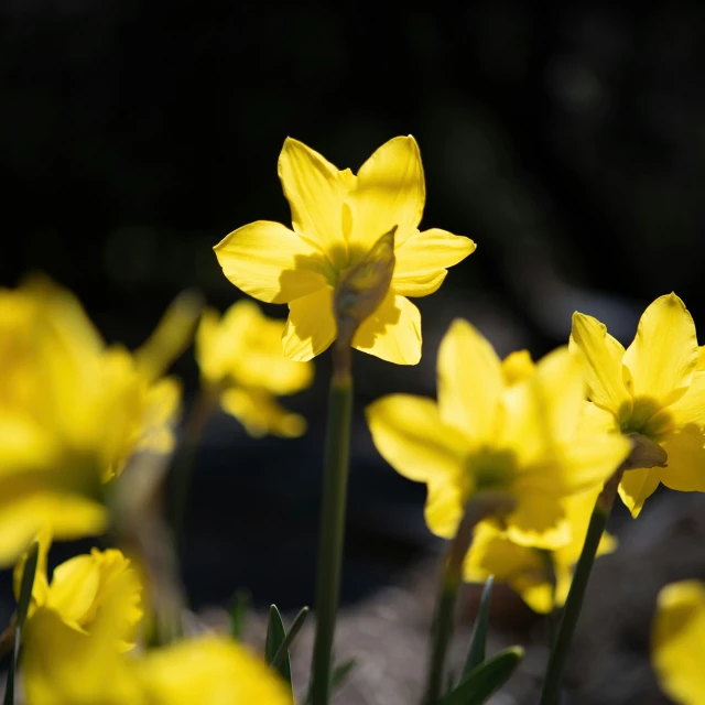 many yellow flowers in a field on a sunny day