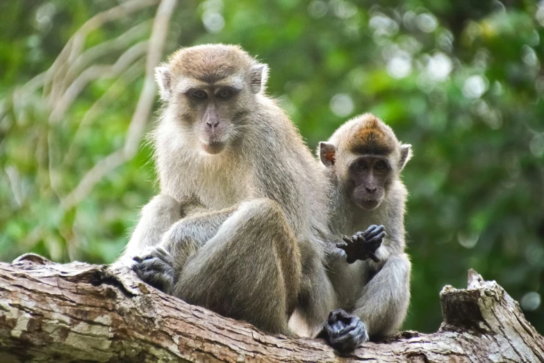 two monkeys sitting on top of a tree limb