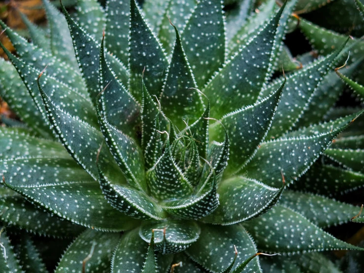 the top view of a green plant with small spots