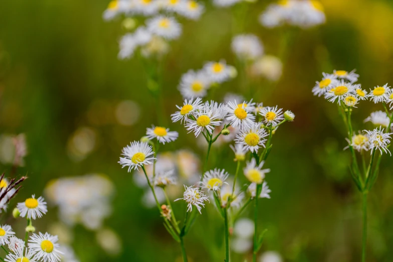 daisies are growing in a green field