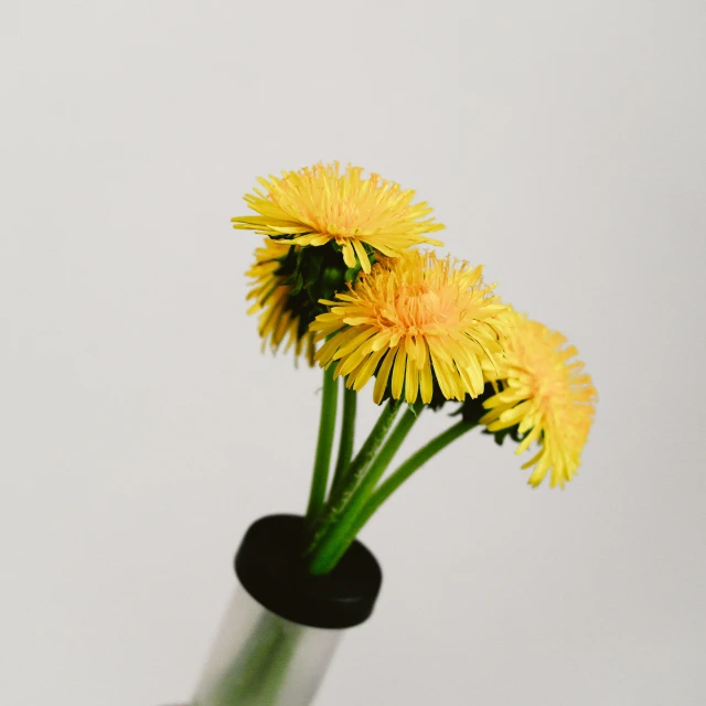 four yellow dandelions in a black vase