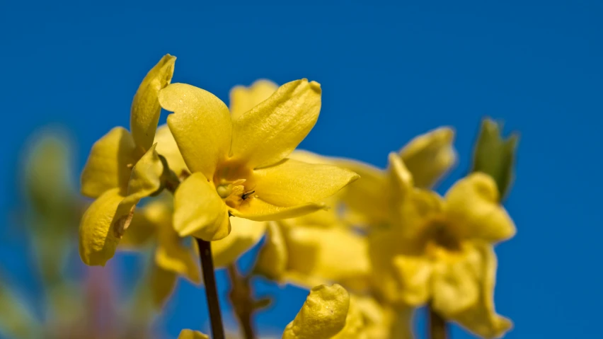 flowers with yellow stems against a blue sky