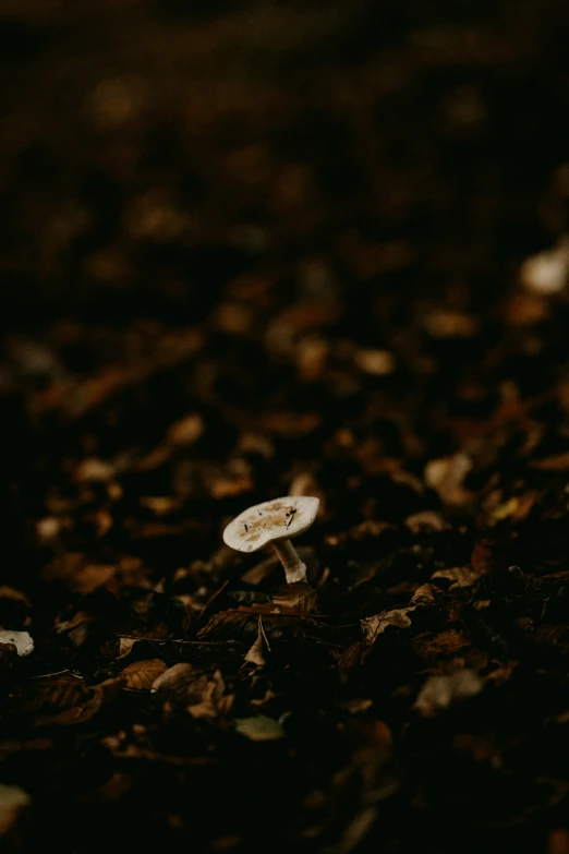 several round white objects on the ground with brown leaves