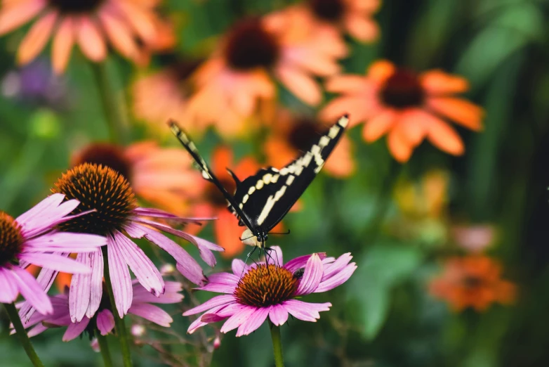 a erfly that is sitting on flowers