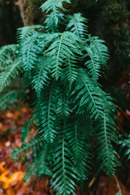 the back side of a large fern tree