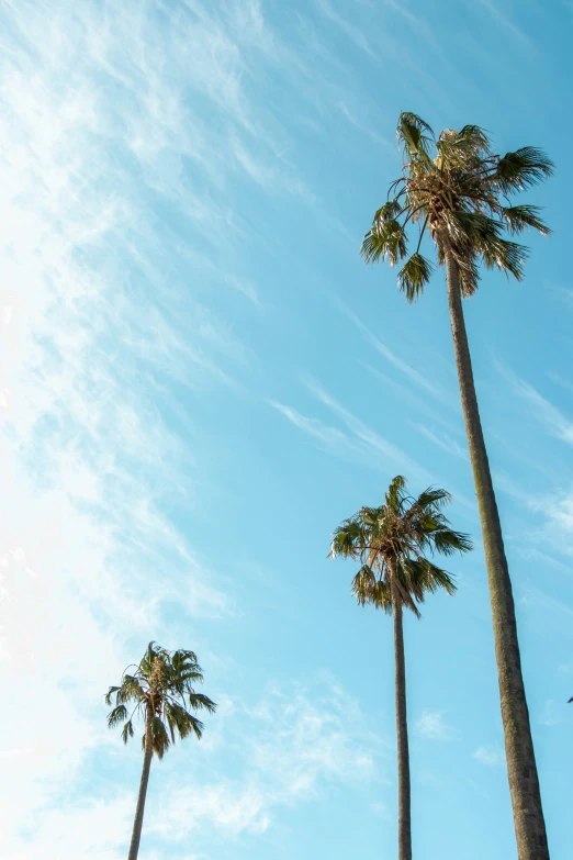 two large palm trees reaching up into the blue sky