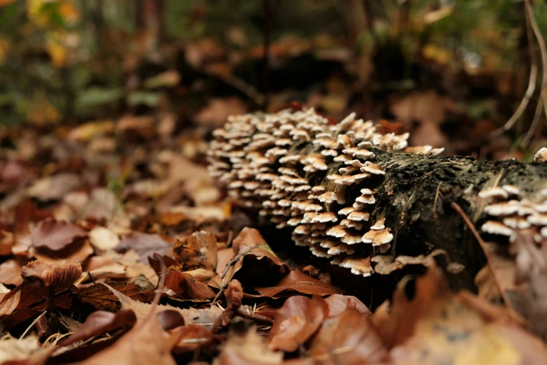 mushrooms and fallen leaves on the ground