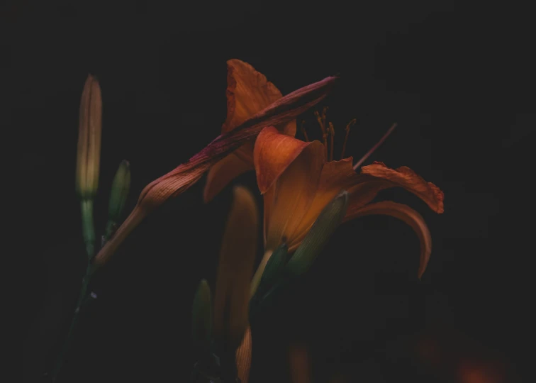 a dark background with an orange flower that's dying