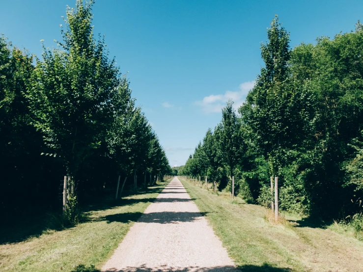 trees are line the roadway to separate roads