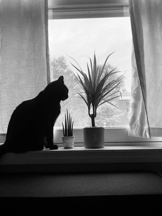 a black cat sitting on a window sill looking outside