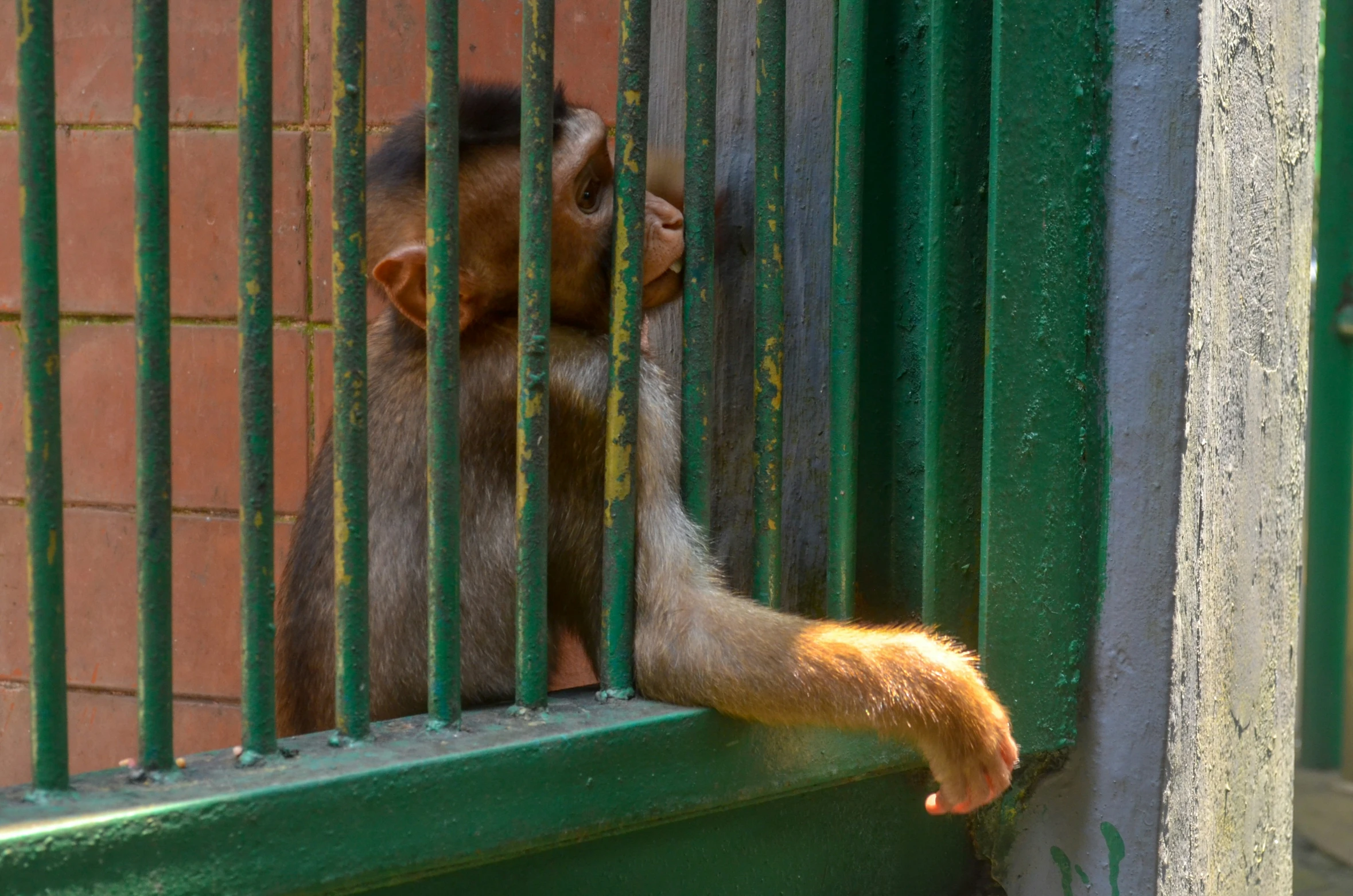 a monkey in a cage looks at another animal through the bars