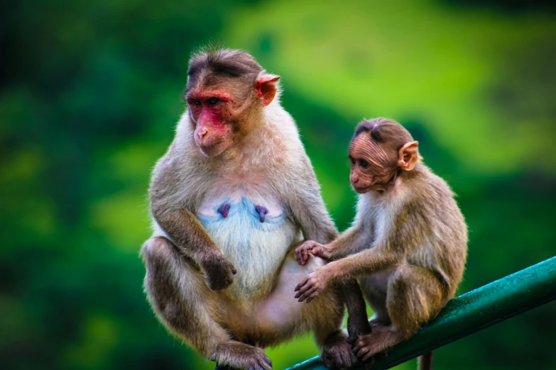 two monkeys are sitting on the edge of a metal structure