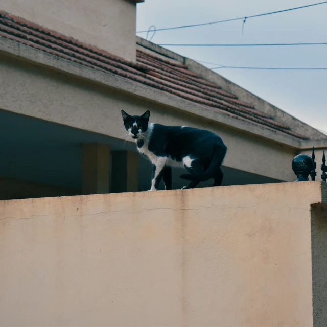 a black and white cat on a wall near a house