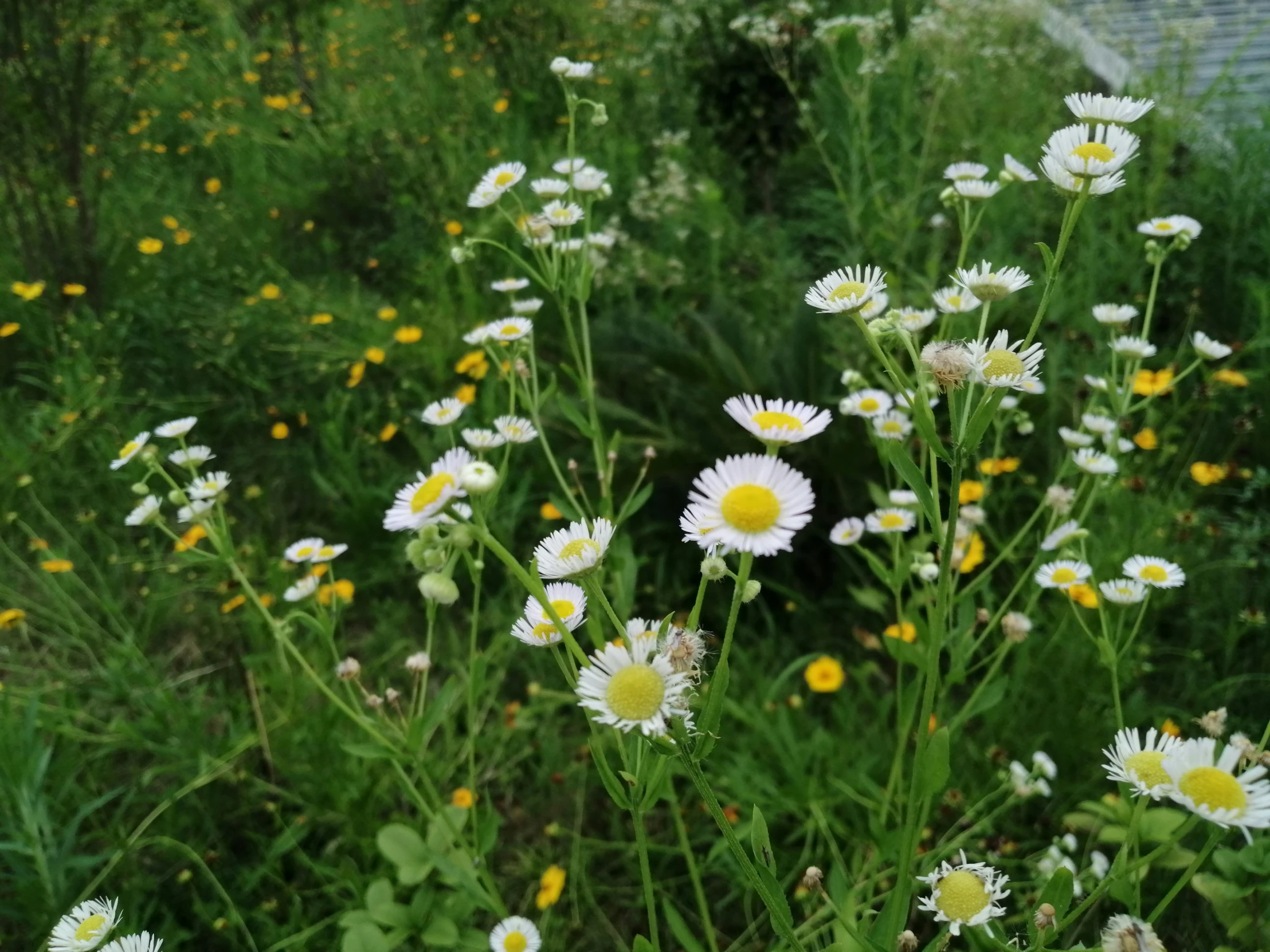 some white yellow and black flowers and plants