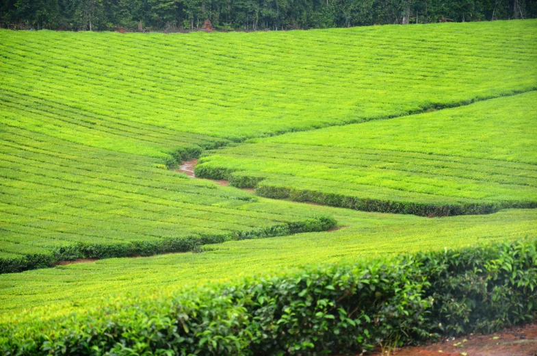 green tea plants are growing in rows with bushes along the side