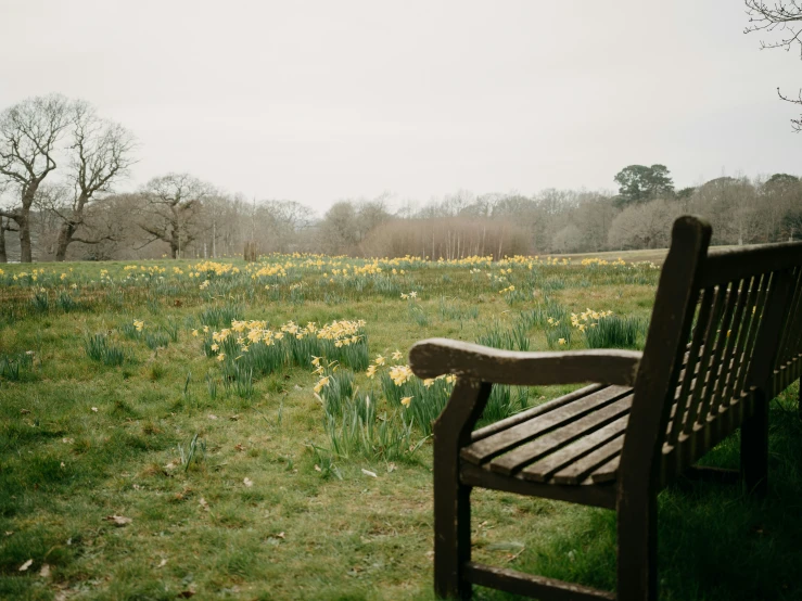 a wooden bench sits in a field with daffodils