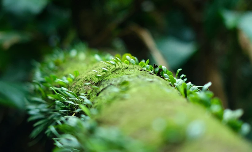 close up on a leaf covered tree trunk