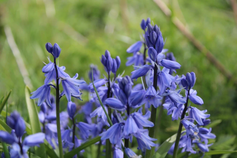 group of blue flowers in a grassy field