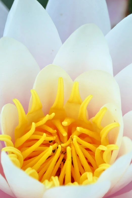 the large yellow and white flower is in bloom