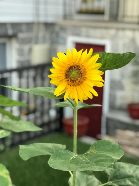 a yellow sunflower sits in front of an open door