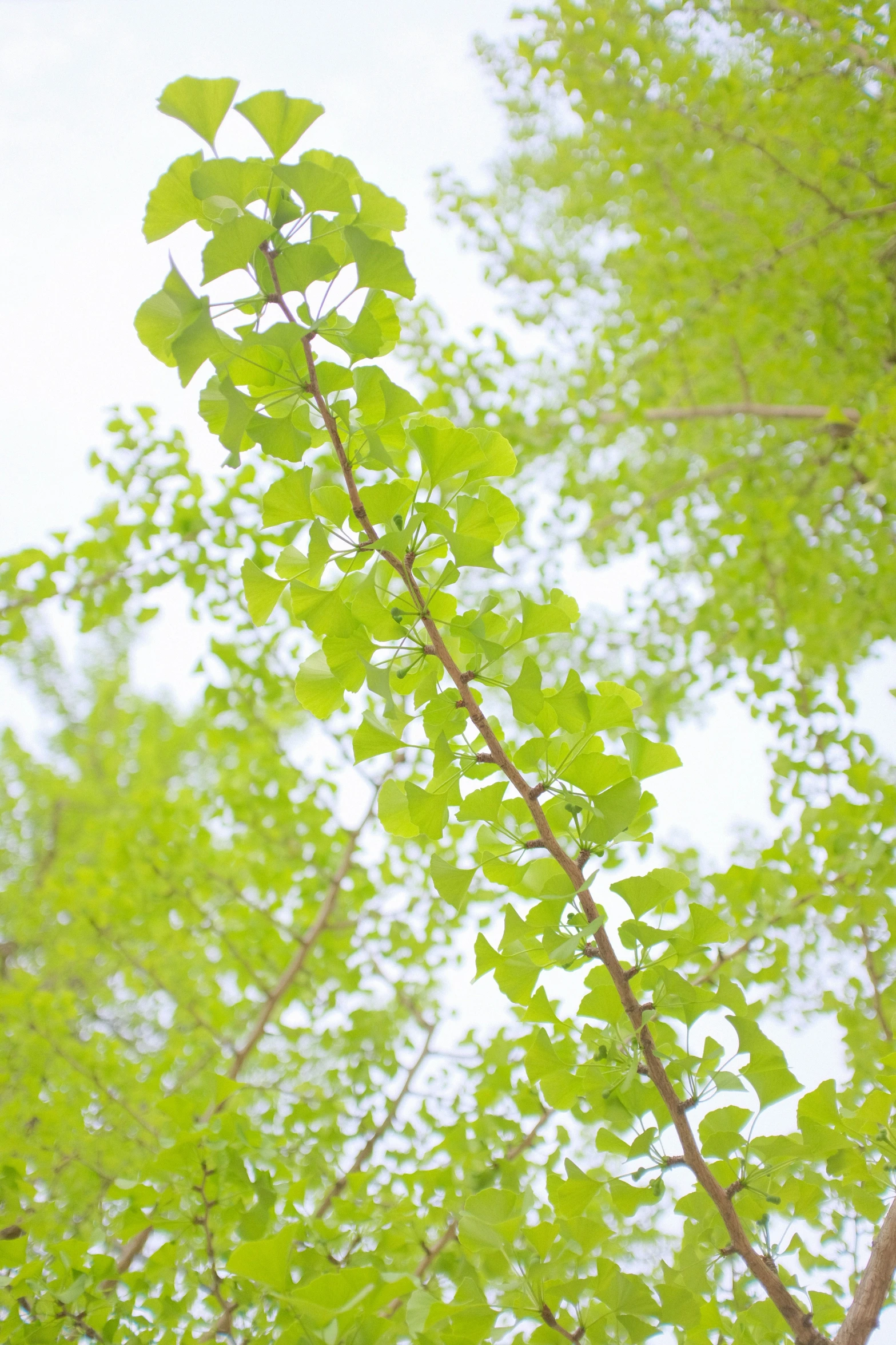a close up view of some trees with green leaves