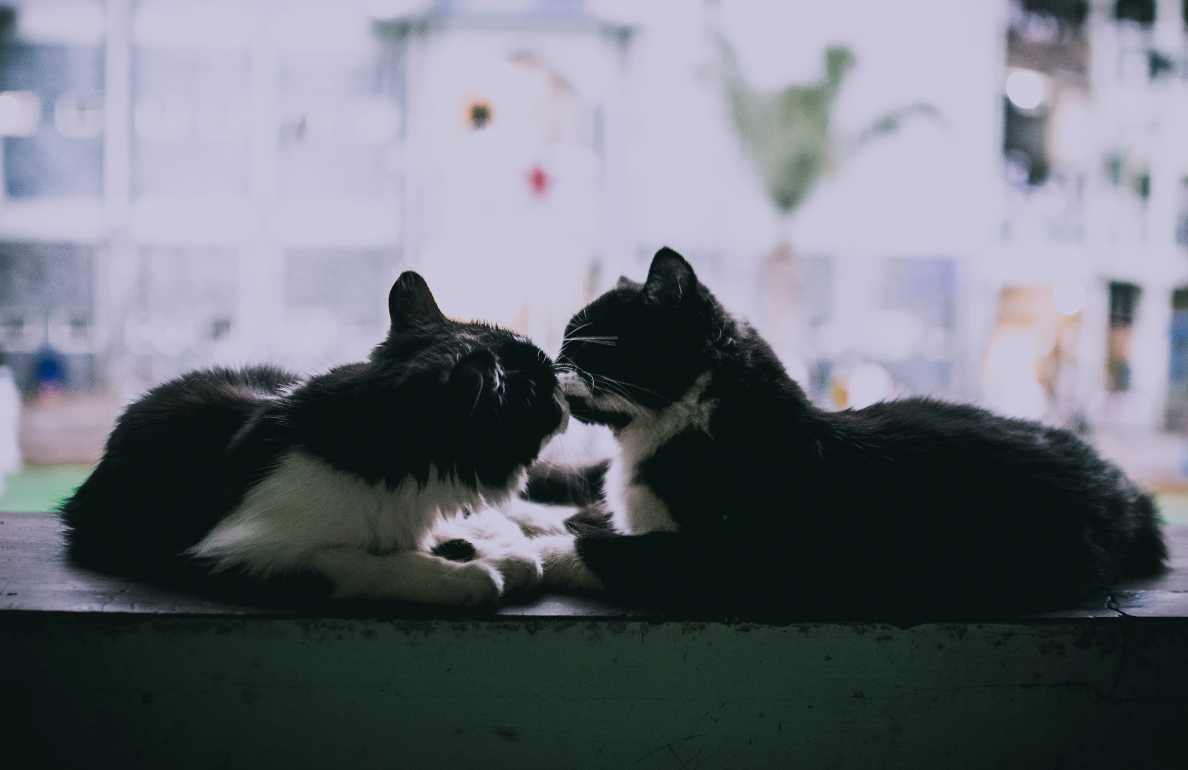 a black and white cat laying next to another cat on a windowsill