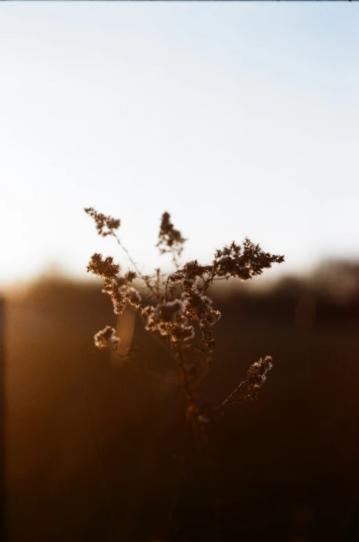 a closeup of flowers against a blue sky